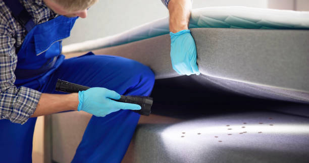 Trusted Indian Hills, NM Pest Control Experts